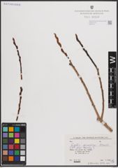 Foto von Salix excelsa S. G. Gmel.